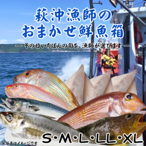 【販売期間：４月～１１月末頃】萩沖漁師のおまかせ鮮魚箱